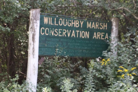 Willoughby Marsh - Top 36% Globally of Non-Marine Protected Areas
