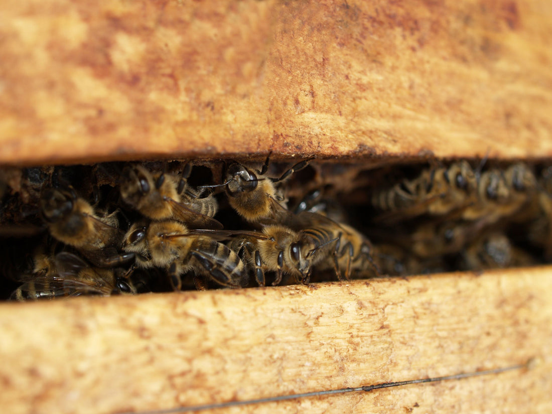 Honey Bees peeking out their door ...